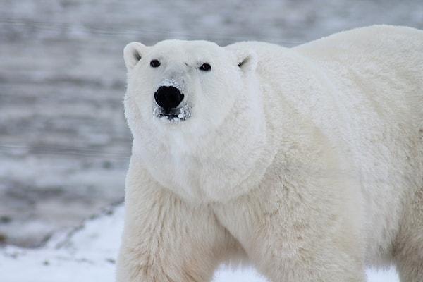 5. Kutup ayısı karaciğeri yerseniz ölürsünüz. Bunun nedeni kutup ayılarının karaciğerlerinde bir insanın kaldıramayacağı kadar fazla A vitamini bulunmasıdır.
