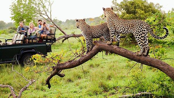 Safariler, buradaki en popüler aktivitelerden bir tanesidir. Çoğu tur oldukça pahalı olsa da kolaylıkla uygun ve kaliteli bir seçenek bulabilirsiniz.
