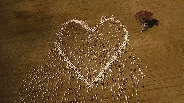 Джексон сказал, что он подумал, что было бы уместно попрощаться с тетей вместе с овцами, поскольку она всегда любила посещать ферму и говорить о них.