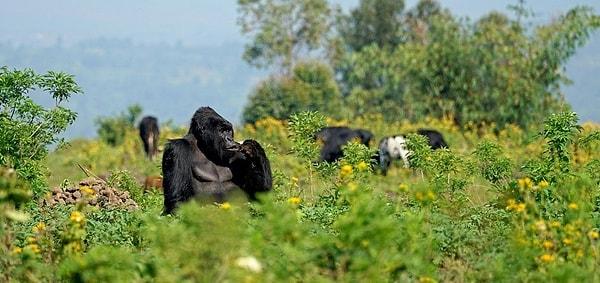Burada bir goril/şempanze izleme grubuna katılabilir ya da parkın UNESCO Dünya Mirası Alanı sayılmasına neden olan biyoçeşitliliği inceleyebilirsiniz.
