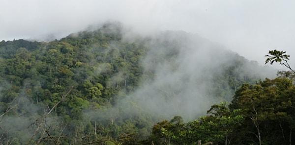 Gabon'un %80'inin ormanlarla kaplı olduğu söyleniyor. National Geographic, Gabon'u 'Eden' (Cennet) olarak adlandırıyor.