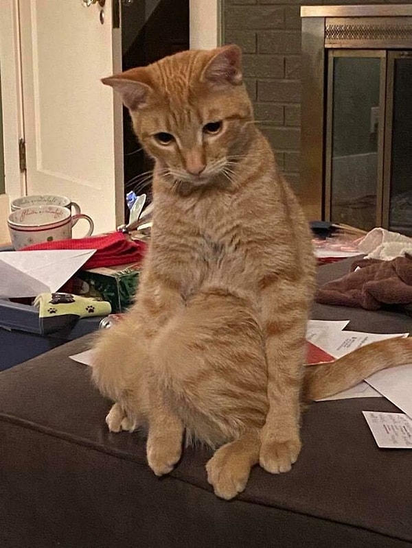 2. Джаспер любит показывать свои колени