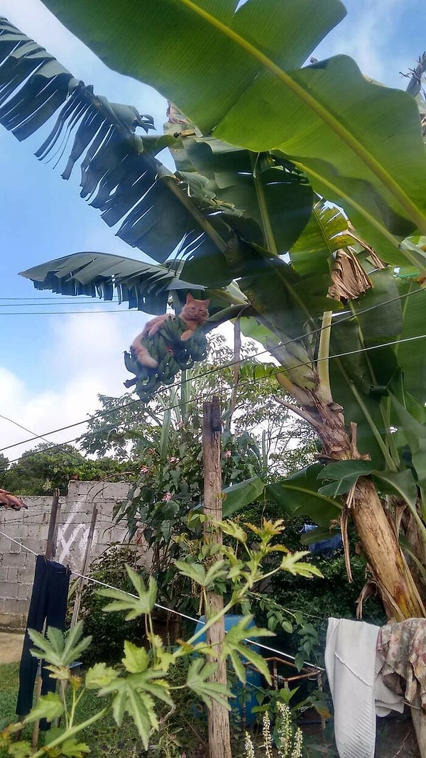 5. Любит спать на деревьях