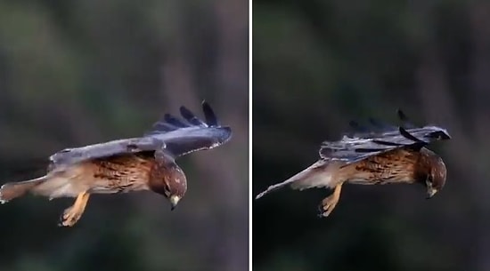 Kızıl Kuyruklu Şahinin Havada Asılı Kalıp Kafasını Oynatmadan Avına Odaklandığı Muhteşem Anlar