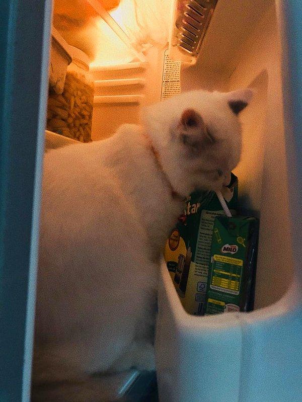 8. "Kedim süt içmek için gizli gizli dolaba girmiş..."