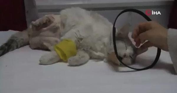 7. Diyarbakır'da "eve bağlama büyüsü" için bacakları kesilen bu kediyi de unutmak mümkün değil. Büyünüz batsın!