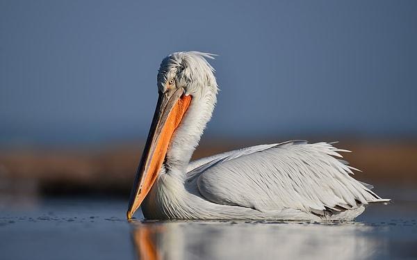 Ayrıca bölge soyu tükenmekte olan tepeli pelikanların da yuvası. Tabii kuşlar haricinde bölgedeki hayvanları da unutmamamız lazım.