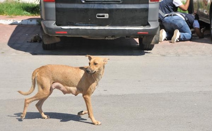 Anne Yavrularının Yanından Ayrılmadı: Antalya'da 5 Yavru Köpek Önce Zehirlendi, Sonra Yakılarak Katledildi