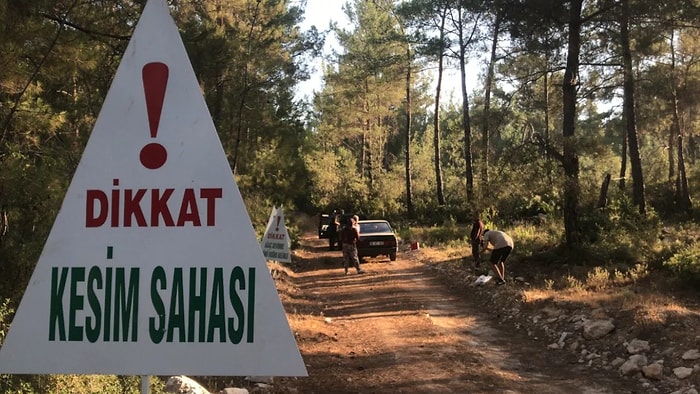 Mahkemenin Kararını Kimse Dinlemiyor: Akbelen Ormanı'nda Ağaç Kesimine Başlandı