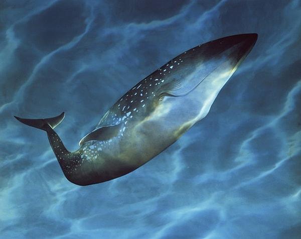 1. Dünyanın en yalnız balinasının adı 52 Hertz'tir.