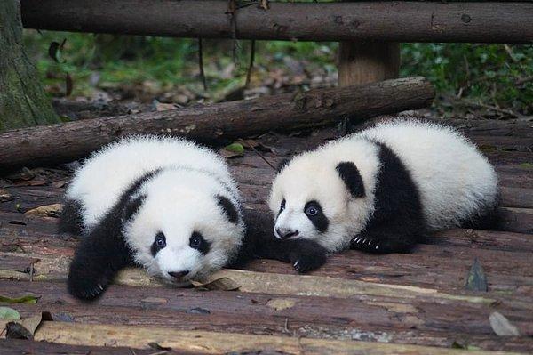 6. Pandaların genellikle ikiz olarak doğar, ancak genellikle anneleri yalnızca birine bakabilir, bu nedenle diğeri terk edilir.