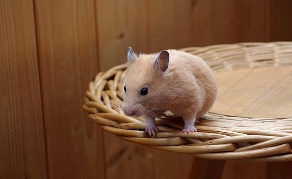 11. Anne hamsterler bazen yeni doğan bebeklerini yerler.
