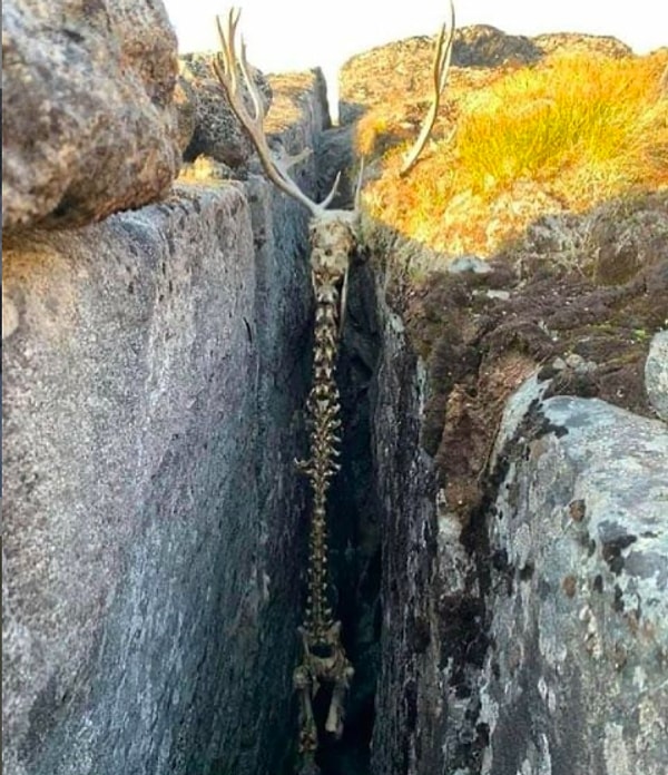 1. Bir ren geyiğinden geriye kalanlar...