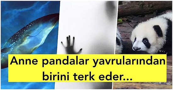 Mendilleri Hazırlayın! Öğrendikten Sonra Yüreğinizi Dağlayacak Birbirinden Üzücü 15 Bilgi