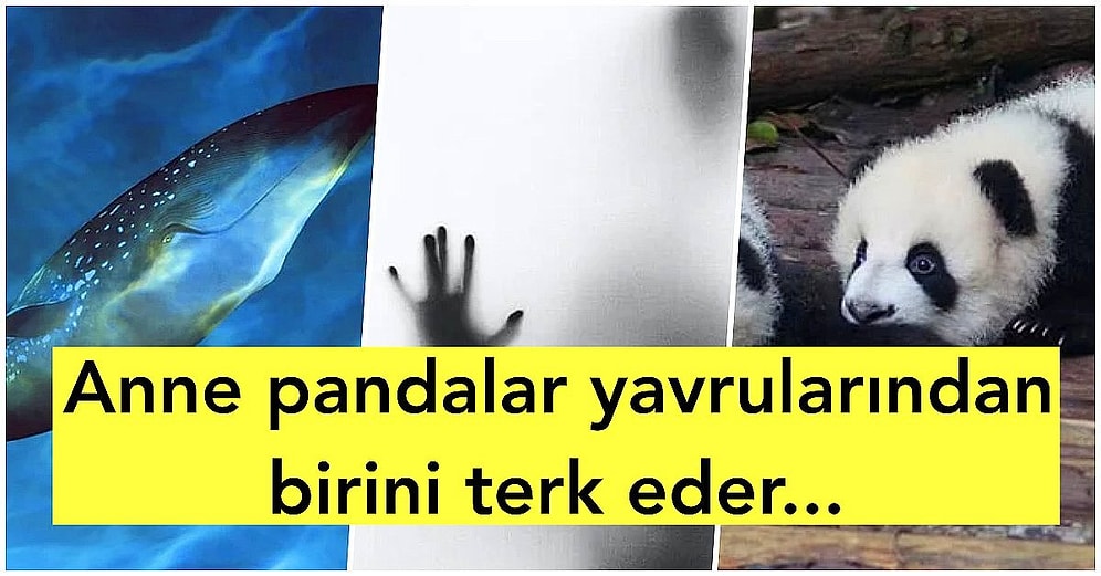 Mendilleri Hazırlayın! Öğrendikten Sonra Yüreğinizi Dağlayacak Birbirinden Üzücü 15 Bilgi