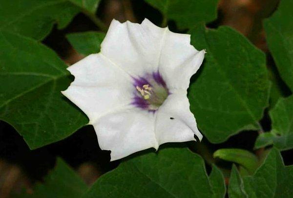 7. Boru Çiçeği  (Datura Stramonium)