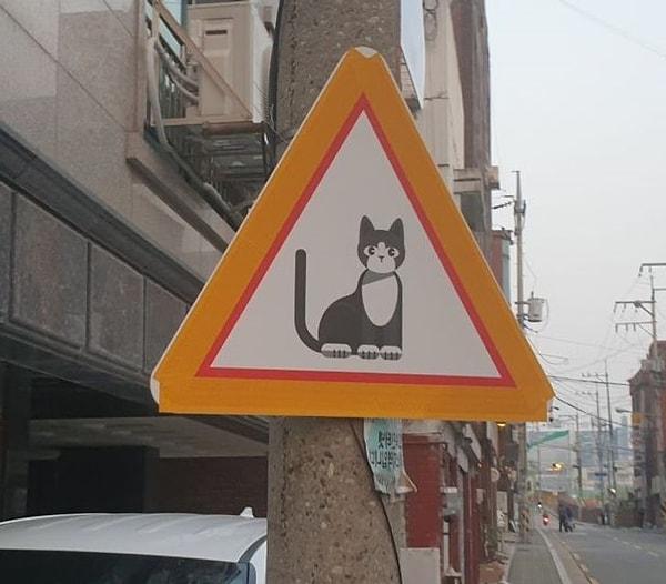 2. "Dikkat kedi çıkabilir!"