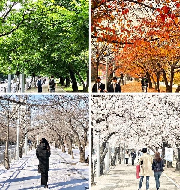 6. "Her mevsim aynı yerde fotoğraf çektim. İşte Kore'de 4 mevsim!"