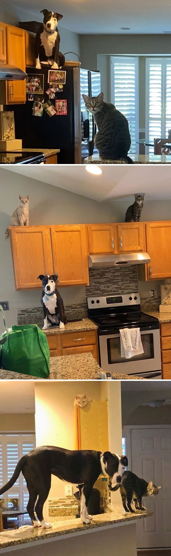 1. О, привет. Я Мако А 2,5-летний Питбуль. Просто занимаюсь кошачьими делишками с моими братьями Пекан и Гизмо