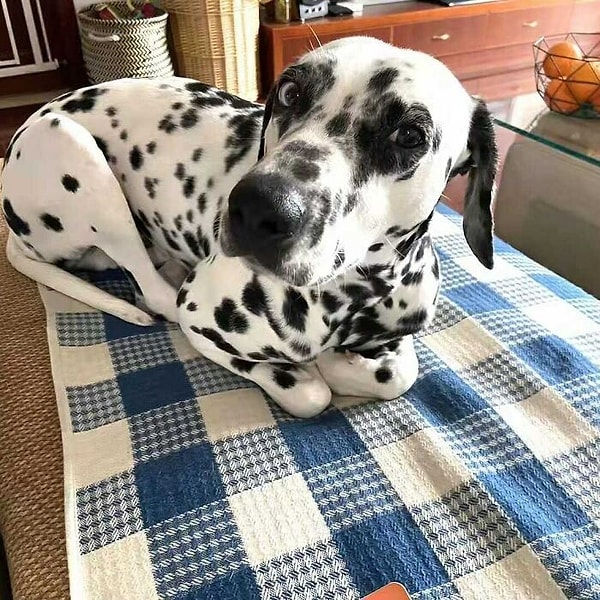 5. Видно, что кто-то живет с кошками с рождения