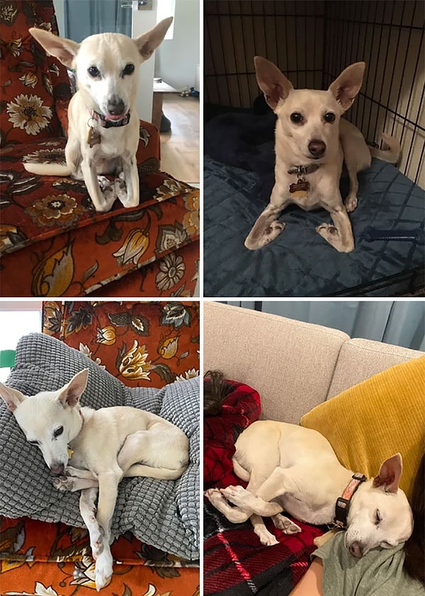 10. Он не понимает как его лапки должны работать