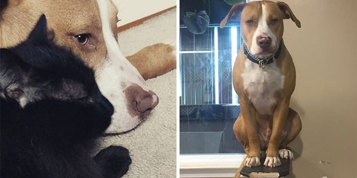 Вот умора: 15 забавных собачек, которые думают, что они кошки