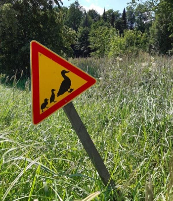 8. Ördekleri korumak için trafik işaretleri bulunuyor: