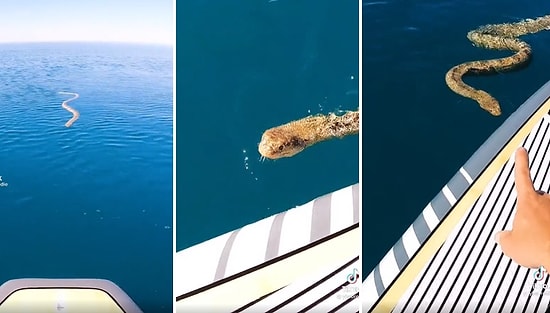 Denizde Yılanla Karşılaşan Avustralyalı Adamın Sinir Bozan Aşırı Rahat Hareketleri