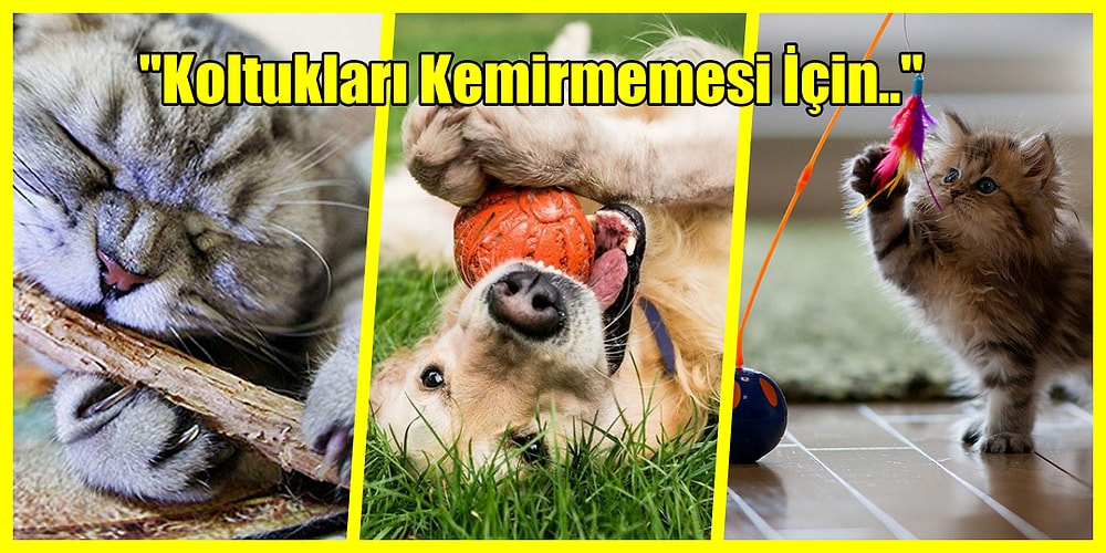 Asla Yorulmayan Evcil Hayvan Sahiplerinin Dinlenirken Keyiflenmesini Sağlayacak 17 Pet Ürünü