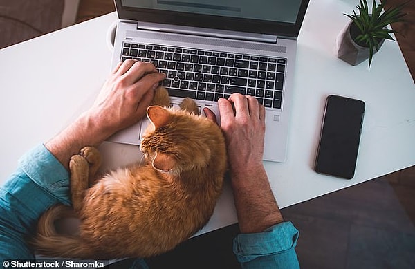 Собаки не страдают от такого же стресса, они больше озабочены, когда владельцы возвращаются в офисы.