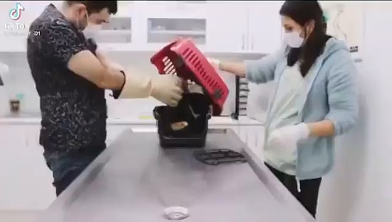 Veteriner Korkusu Yaşayan Kedinin Ortalığı Savaş Alanına Çevirdiği Anlar