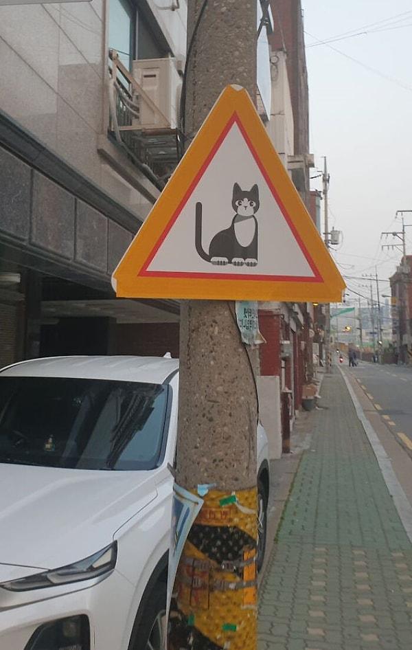 1. Bu bir "kedi yaya geçidi" tabelası değil. Bu tabela, sizi her an bir kedi çıkabileceğine dair uyarmak için.