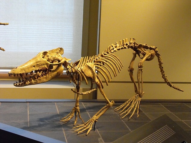 Pakiceditae ailesinin arkaik türlerinden birisi olan Himalayacetus'un kalıntıları, Kanada Doğa Müzesi'nde sergilenmektedir: