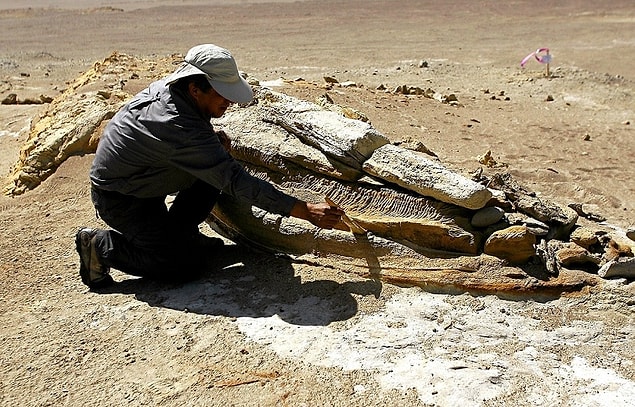 Peru'da 2011 yılında bulunan kalıntılar, Hindistan ve Pakistan'da ilk balina türlerinin bulunmasından yaklaşık 10 milyon yıl içerisinde batıya doğru ilerlediklerini gösteriyor.