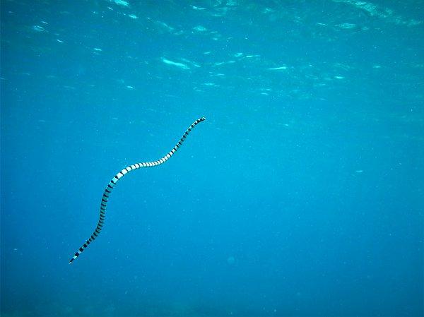 2. Araştırmalara göre, aipysurus laevis adlı zehirli deniz yılanlarının dalgıçlara saldırma amacı onlarla arkadaş olmaktır.