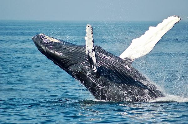 4. Su aygırıgiller familyasına en yakın genlere sahip hayvan balinadır.