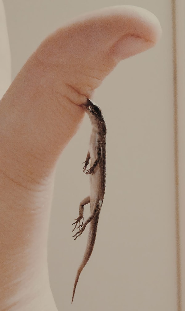 8. Крохотный кусь