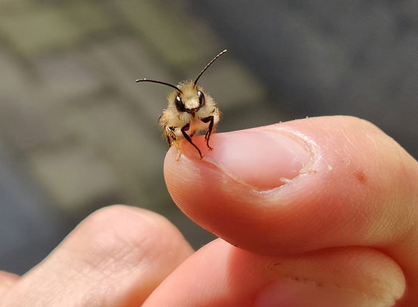 11. Супер очаровательная пчела