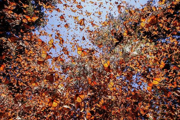 13. Her sonbaharda aynı anda milyonlarca kelebek görebilirsiniz.