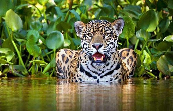 17. Güneydeki ormanlarda yürürken karşınıza jaguarlar çıkabilir.