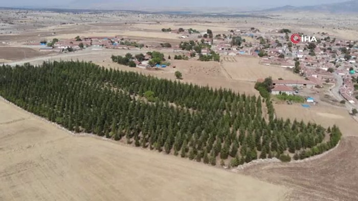 Arabasını Satarak Büyüttüğü Ormanı Mahallesine Miras Bıraktı