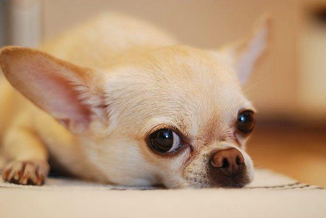 24. "Hayvan getirmenin yasak olduğu yurt odamıza bir Chihuahua getiren ve onu tüm gece yalnız bırakan bir oda arkadaşım oldu. Hayvancağız uluyup durmuştu."