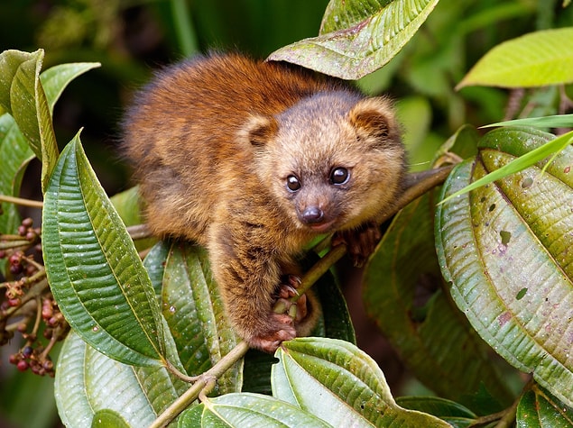 3. Olinguito