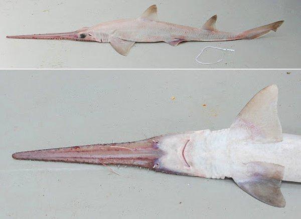 1. Sixgill testere köpek balığı