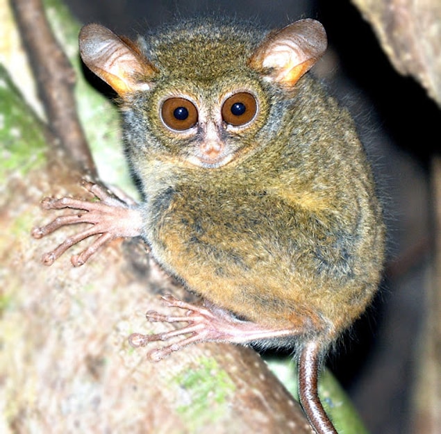 12. Kısa bacaklı tarsier