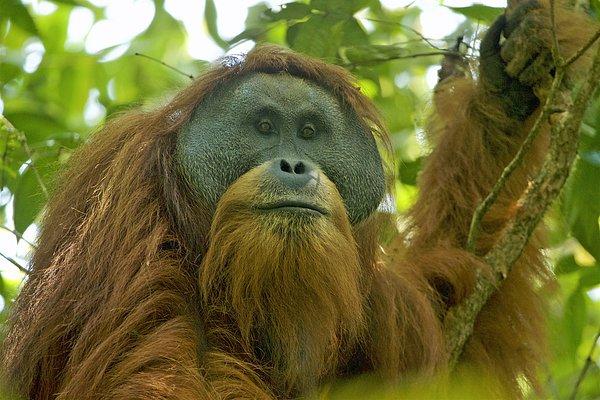 19. Tapanuli orangutanı