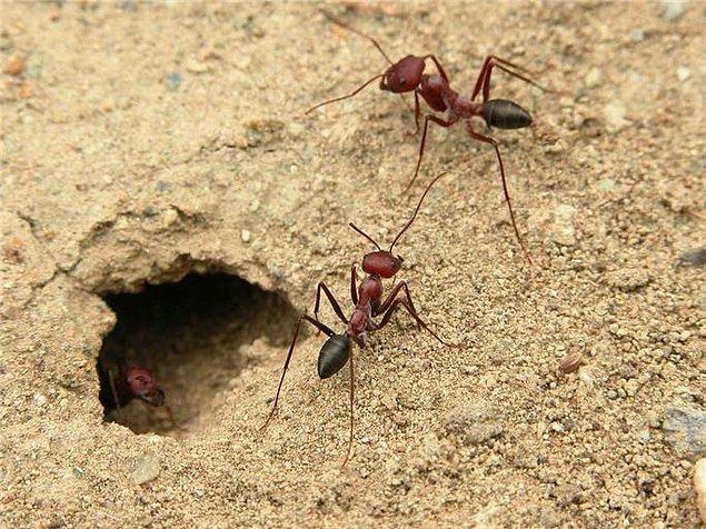 Sevimli dostlarımız karıncaların yuvalarını inceleyin.