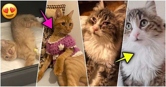 'Nasıl Başladı / Nasıl Gidiyor' Akımına Katılarak İnsanlığa Karşı İnancınızı Güçlendirecek 23 Tüylü Dostumuz😍