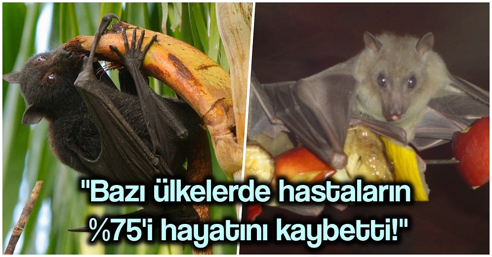 Daha Koronavirüs'ten Kurtulamamışken Karşı Karşıya Kaldığımız Yeni Tehlike: Nipah Virüsü