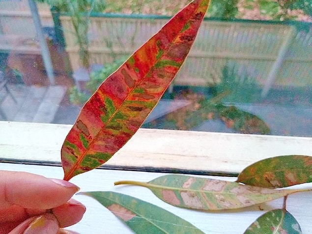 15. Bir sanatçının elinden çıkmış gibi...😍